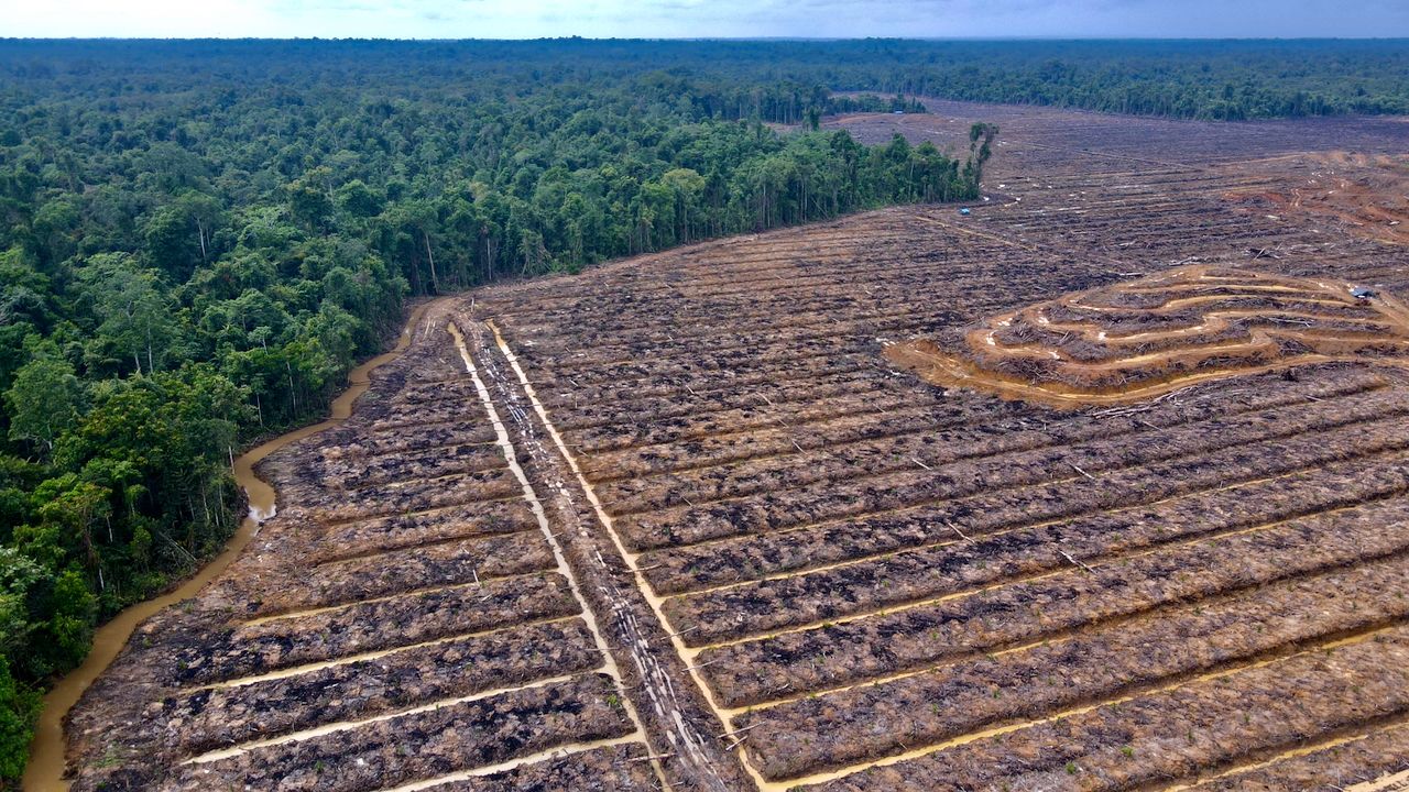 Galeri Kebun Produktif Kelapa Sawit