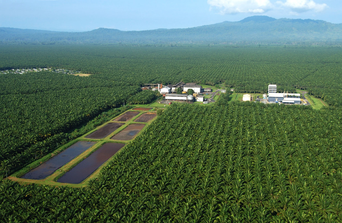 Kebun Produktif Kelapa Sawit