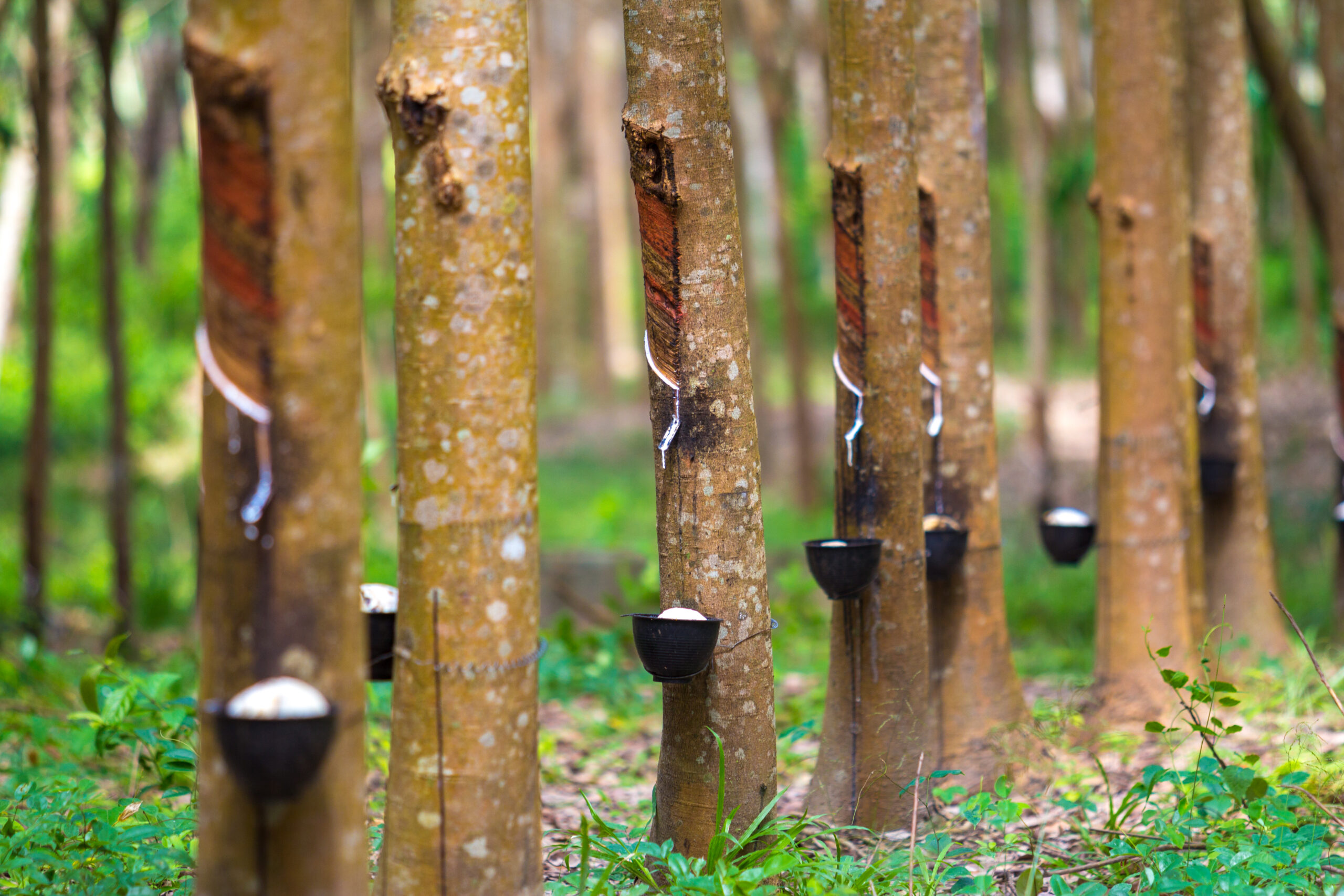 Lahan Kebun Karet Tapin