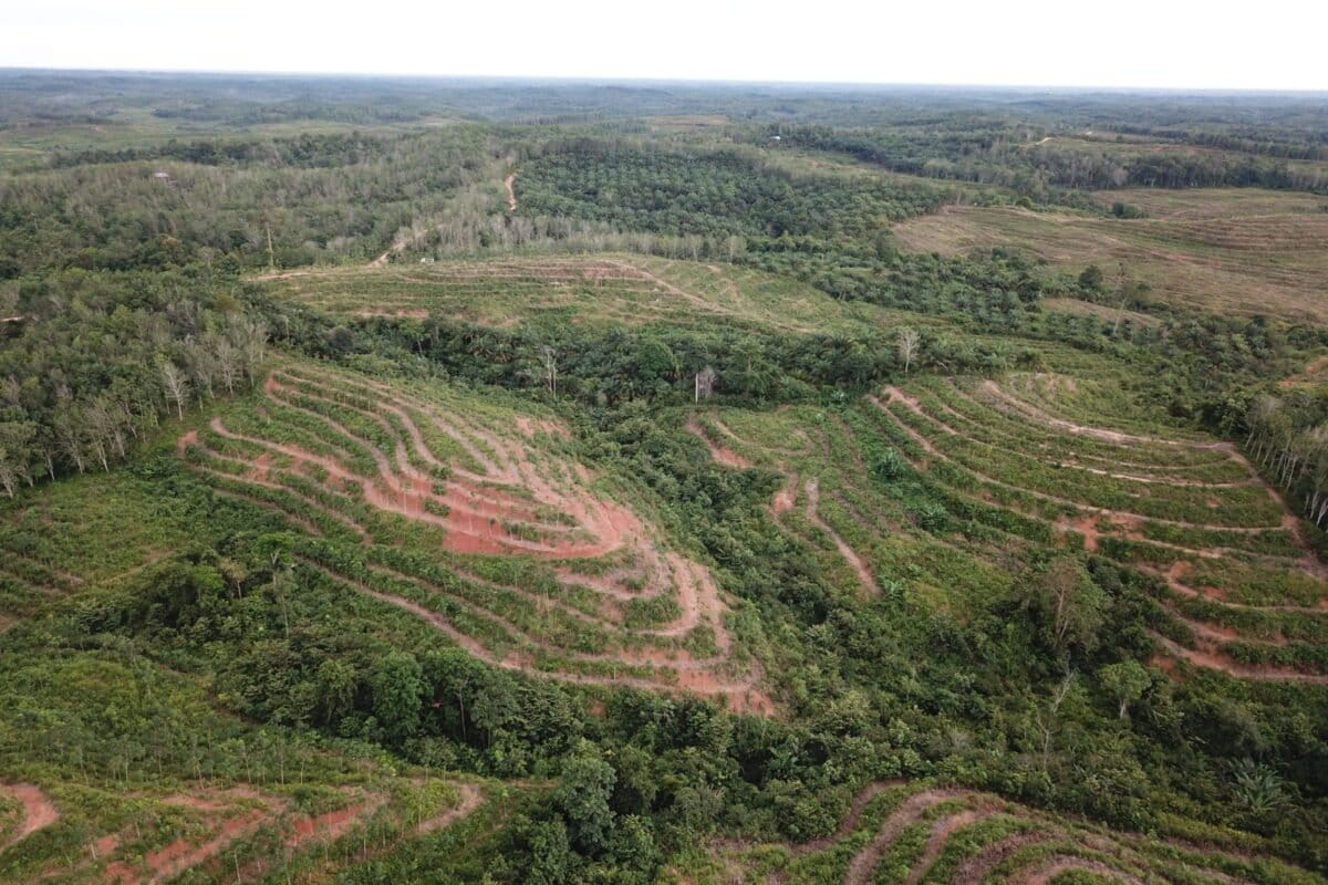 Galeri Lahan Kebun Karet Tapin