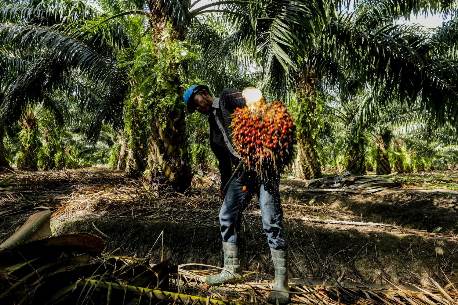 Galeri Kebun Produktif Kelapa Sawit