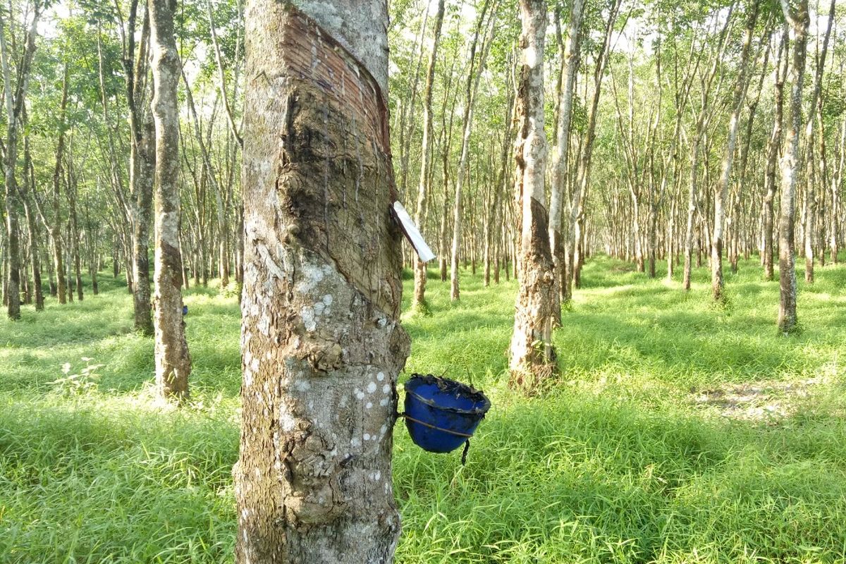 Galeri Lahan Kebun Karet Tapin