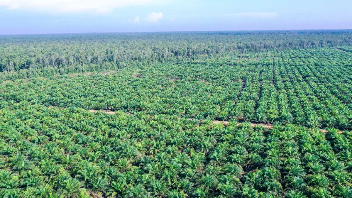 Galeri Kebun Produktif Kelapa Sawit