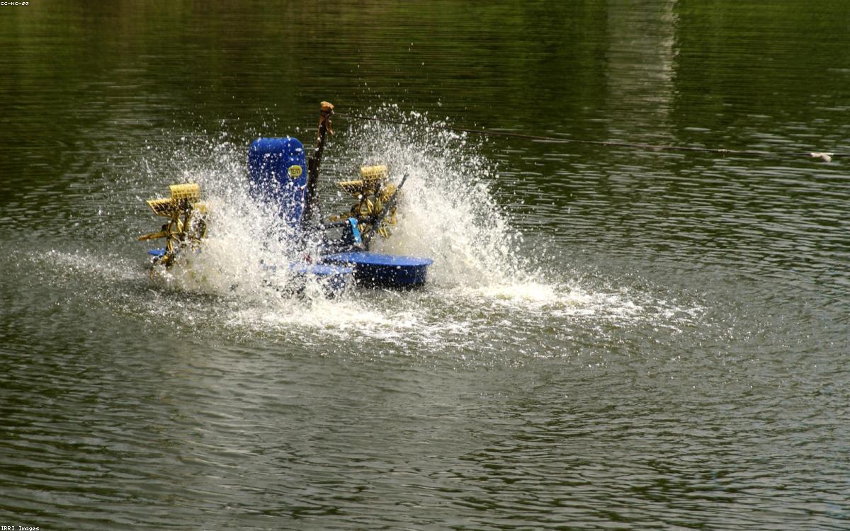 Galeri Tambak Ikan Produktif Aluh-Aluh