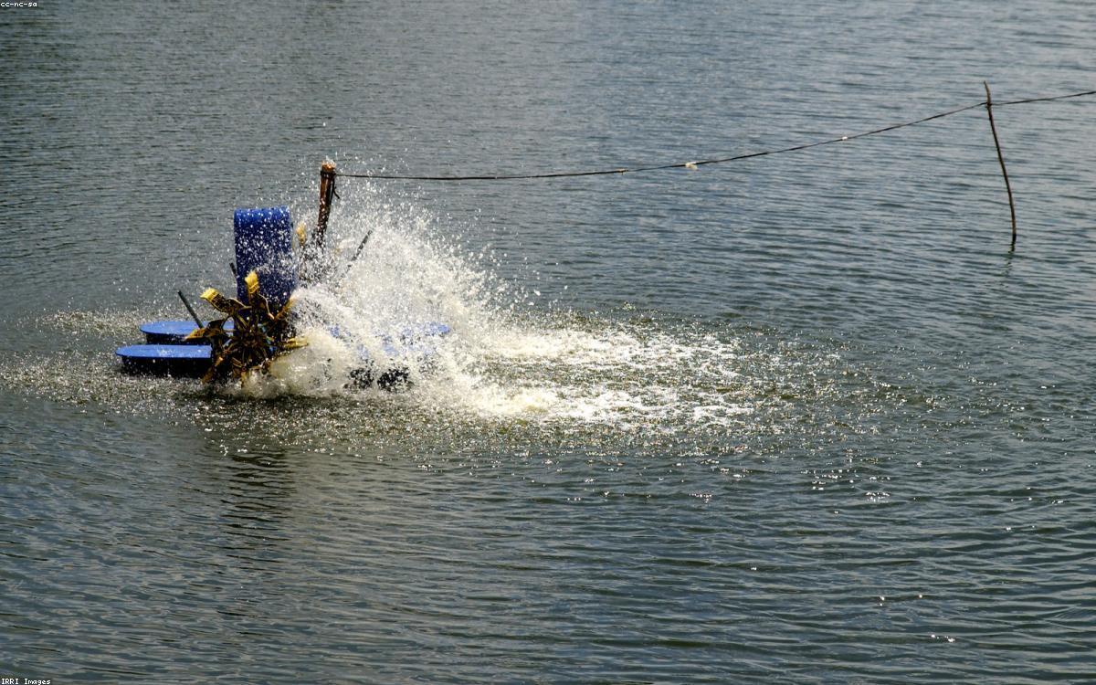Galeri Tambak Ikan Produktif Aluh-Aluh